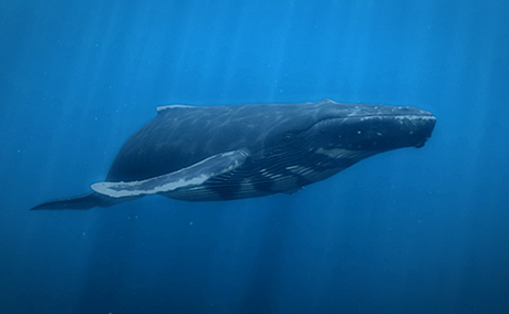 humpback